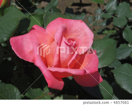 Catherine Deneuve 4857081