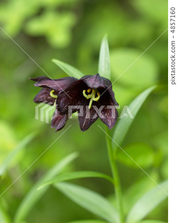 Clown flower 4857160