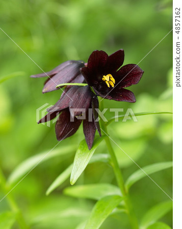 Clown flower 4857162