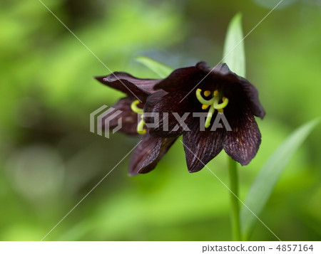 Clown flower 4857164