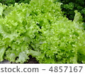 Fresh vegetables 4857167