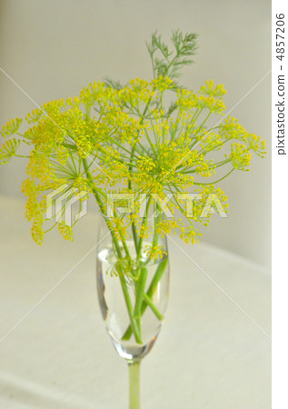 Dill Flower 4857206