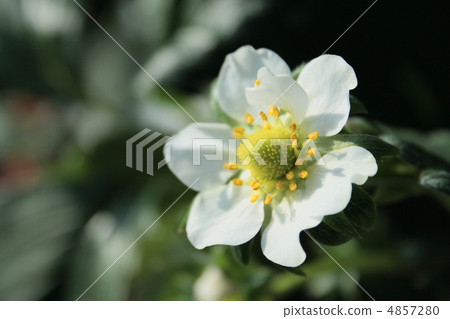 Strawberry flowers ① Strawberry flowers ① 4857280