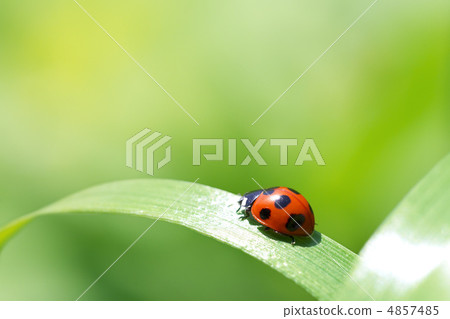 瓢蟲瓢蟲 4857485