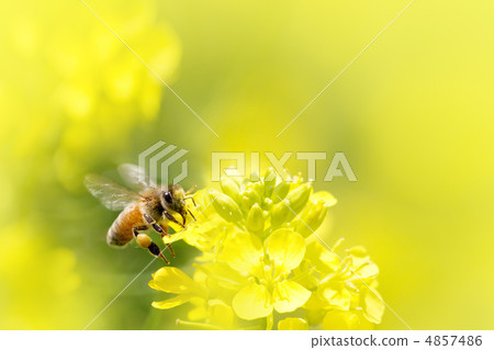 Bee and Rape Blossoms 4857486