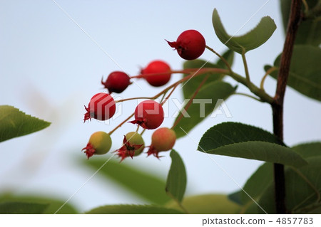 六月的果實肚子 4857783