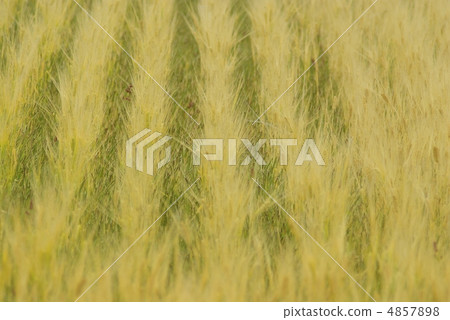 Four seasons of wheat fields Four seasons of wheat fields 4857898