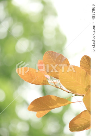 年輕葉子的季節 4857969