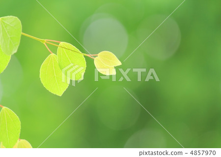 年輕葉子的季節 4857970
