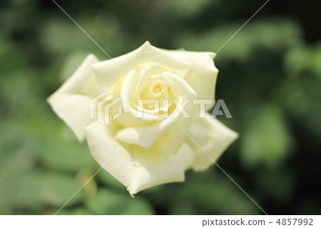 白玫瑰花 白玫瑰花 4857992