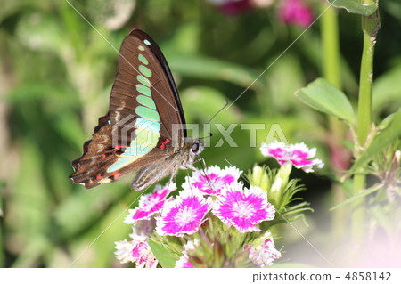 Aosiagehaha Aosiagehaha 4858142