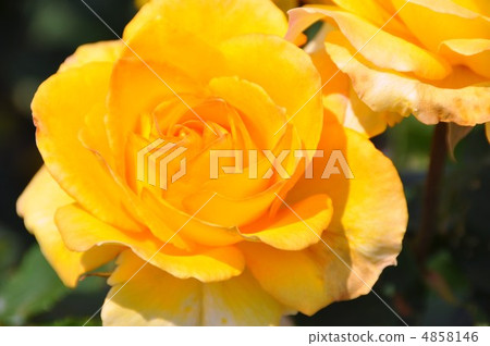 玫瑰印加 4858146