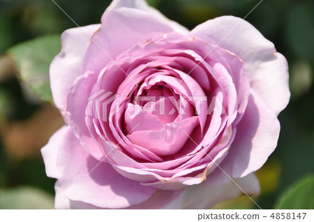 玫瑰Shinobu 4858147