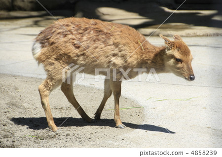 Sika deer 4858239