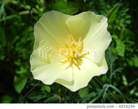 Hanabishishi（Hanabishi） 4858294