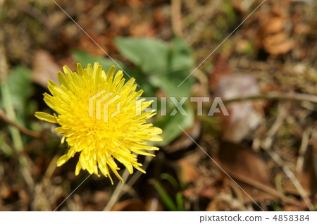 Dandelion flower Dandelion flower 4858384