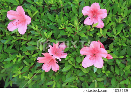 Flower view color early summer garden Satsuki Flower view color early summer garden Satsuki 4858389
