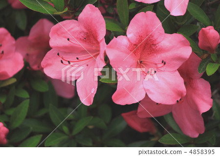 Flower view color early summer garden Satsuki Flower view color early summer garden Satsuki 4858395
