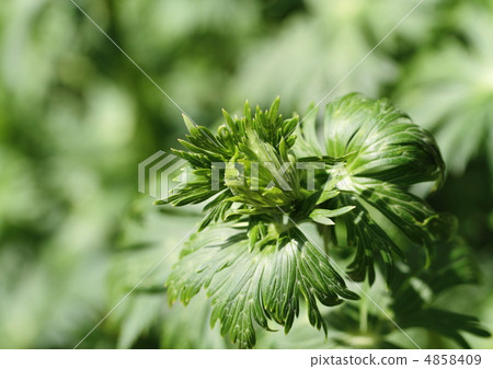 Leaf of poisonous grass tricobut Leaf of poisonous grass tricobut 4858409