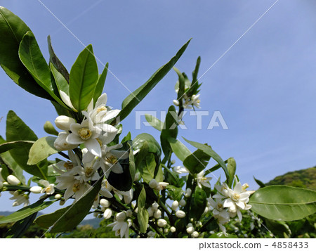 Mandarin orange flowers Mandarin orange flowers 4858433