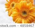 Yellow Gerbera 4858467