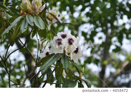 薩福 薩福 4858472