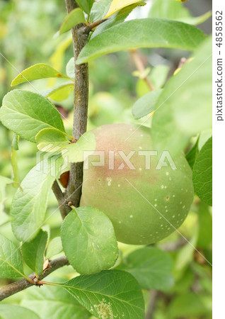 藍色水果 4858562