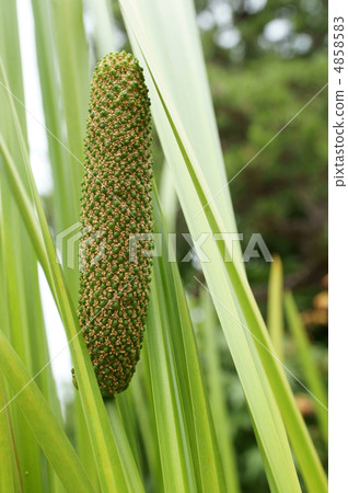 Fruit of iris 4858583
