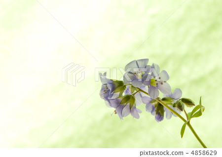 Hanashinobu的留言卡 4858629