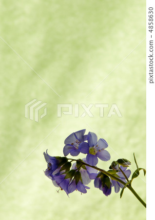 Hanashinobu的留言卡 4858630