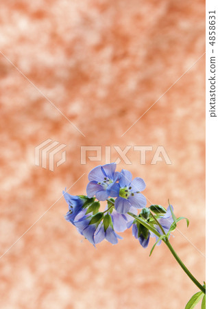 Hanashinobu的留言卡 4858631