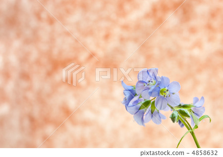 Hanashinobu的留言卡 4858632