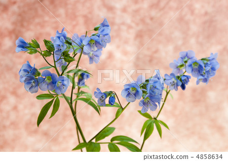 Hanashinobu的留言卡 4858634