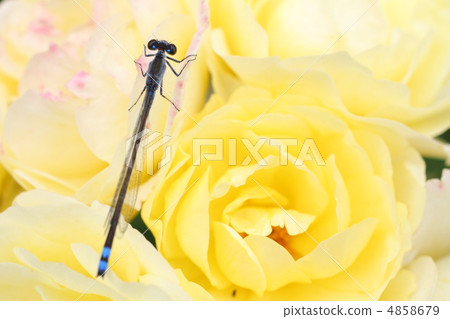 Blue lily that sticks to white roses 4858679