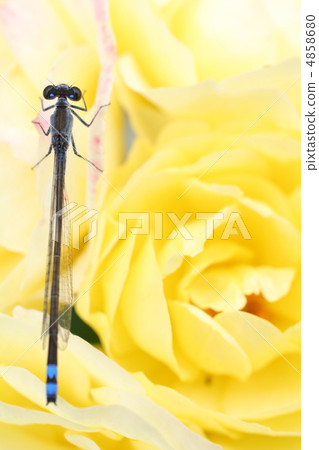 Blue lily that sticks to white roses 4858680