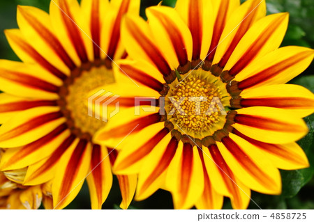 燦爛的雜色菊花 4858725