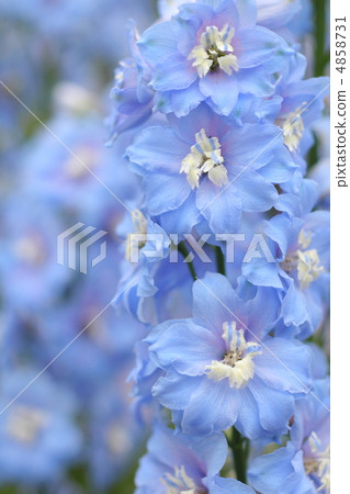 Delphinium flower 4858731