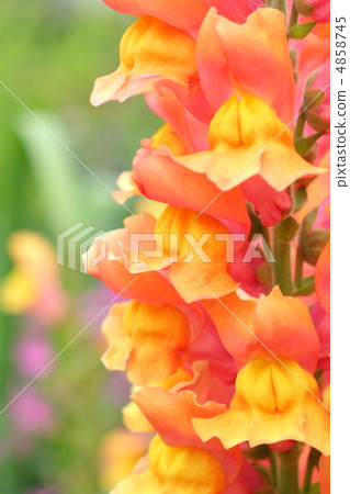Red and orange goldfish grass 4858745