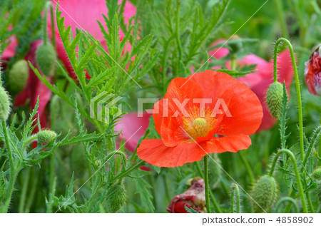植物·罌粟罌粟科 4858902