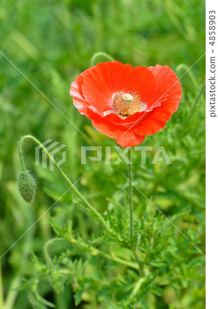 植物·罌粟罌粟科 4858903