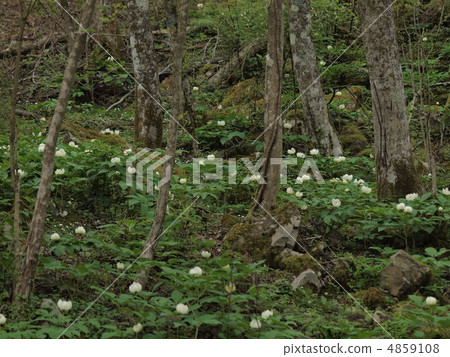 Mountain peony 4859108