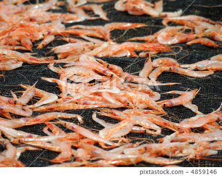 Sakura Shrimp Sakura Shrimp 4859146
