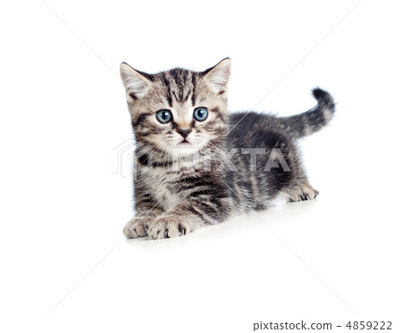 striped british kitten lying isolated 4859222