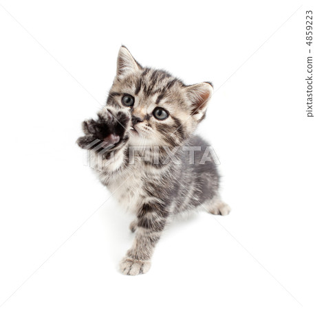 Scottish or british gray kitten gives paw 4859223