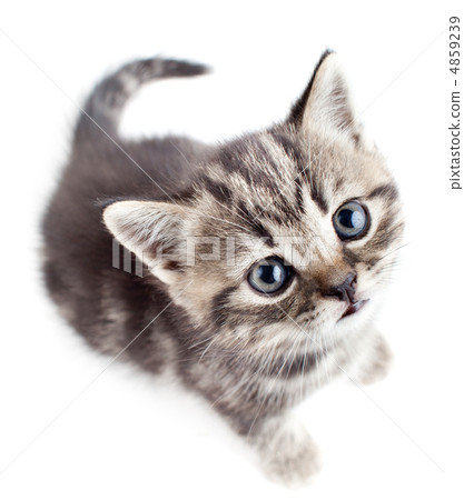 little baby kitten looking upwards top view little baby kitten looking upwards top view 4859239