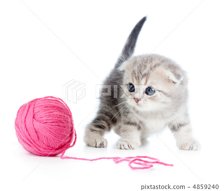 british baby cat playing red clew or ball on white british baby cat playing red clew or ball on white 4859240