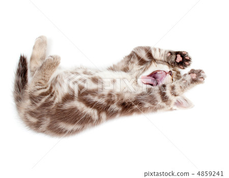 Yawning kitten lying on back Yawning kitten lying on back 4859241