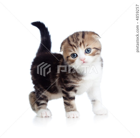 Scottish fold baby cat Scottish fold baby cat 4859257