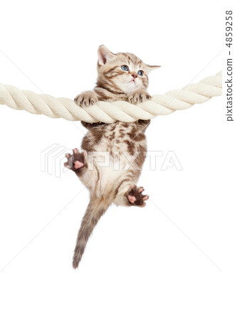 funny baby cat hanging on rope funny baby cat hanging on rope 4859258