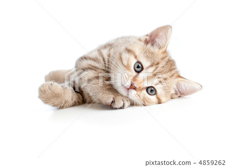 pretty baby kitten lying 4859262